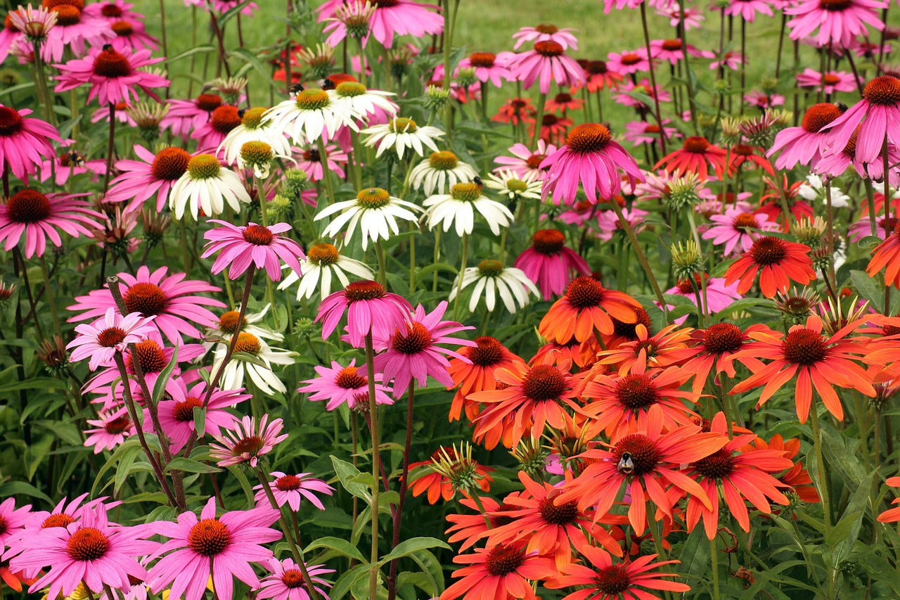 Piante Medicinali: Echinacea