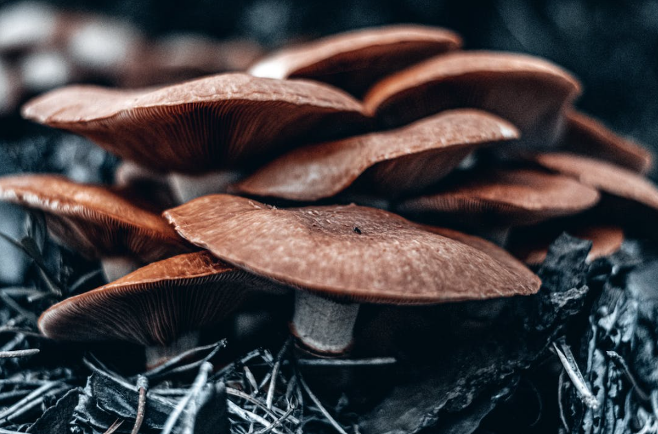 Funghi medicinali di benessere: lo shitake