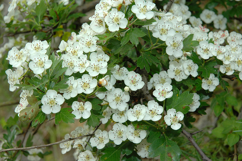 Biancospino: Benefici e Proprietà della Pianta Medicinale